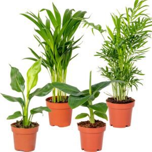 Kamerplanten Mix 4 – Chamaedorea-Dypsis-Musa-Strelitzia – Luchtzuiverend