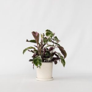 Calathea Fusion White kamerplanten