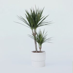 Dracaena Marginata | Hoogte 70-80cm