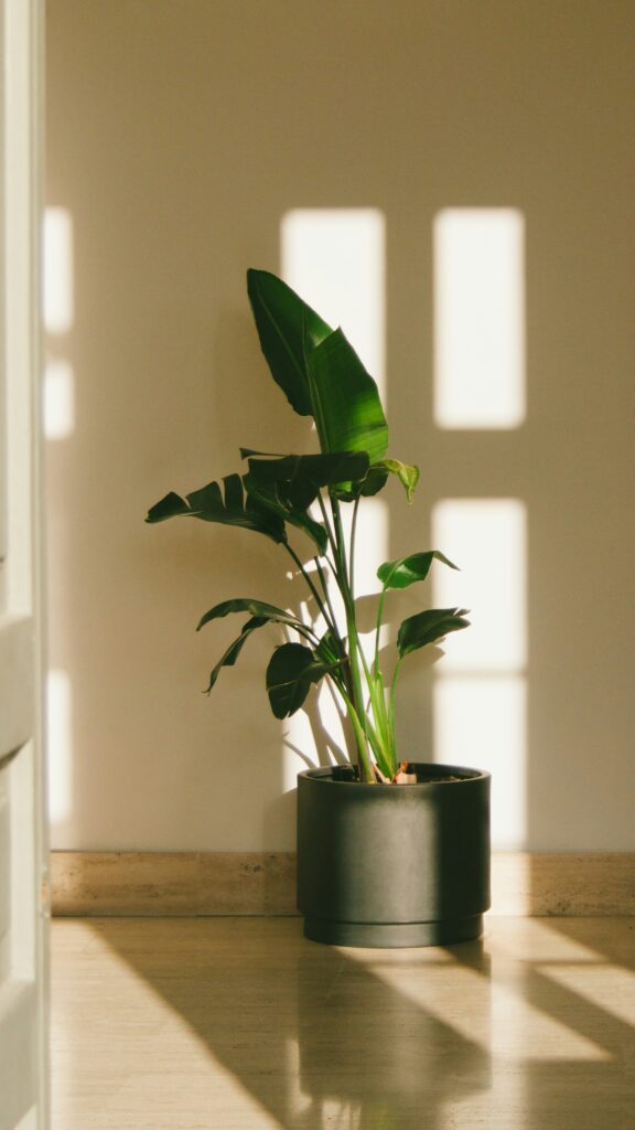 hoeveel licht heeft een kamerplant nodig