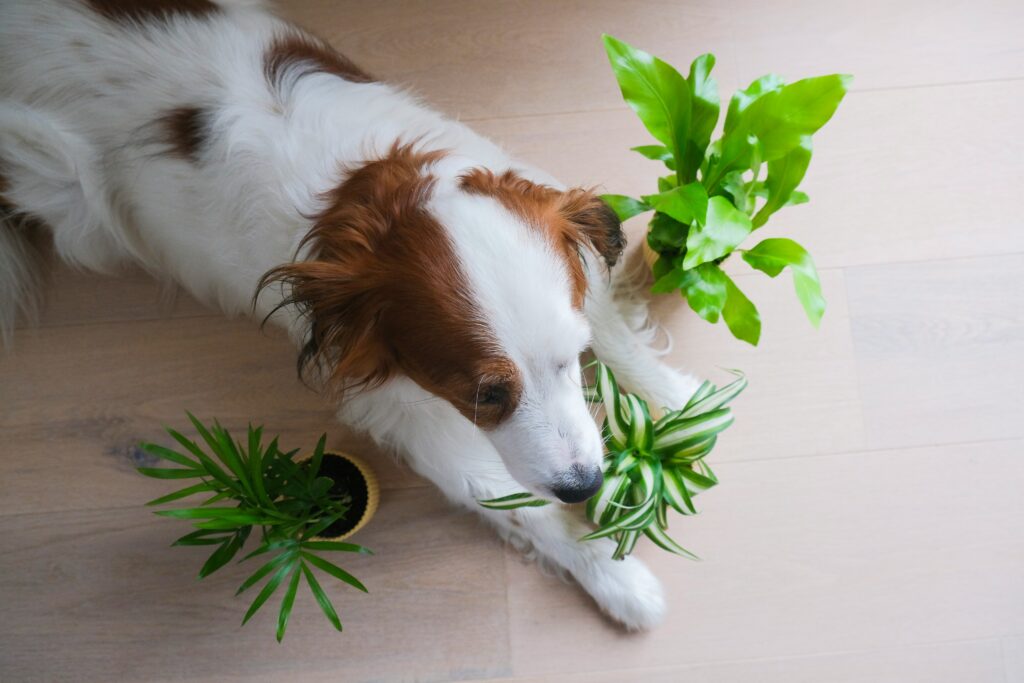 hond planten plantjesonline