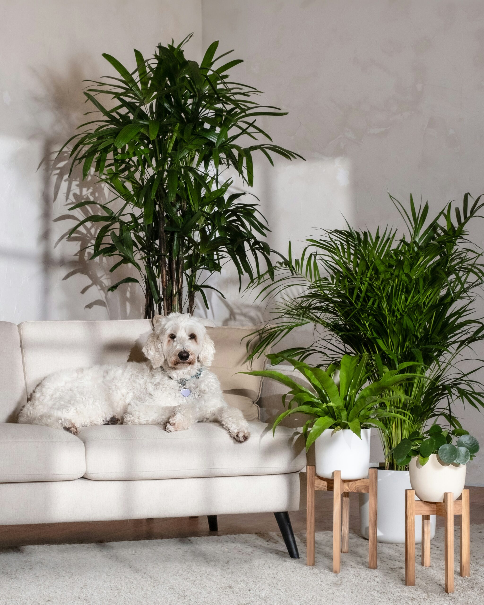 Hoe houd je huisdieren weg van je kamerplanten?
