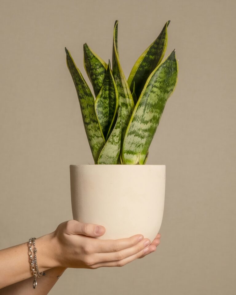 Sansevieria Laurentii
