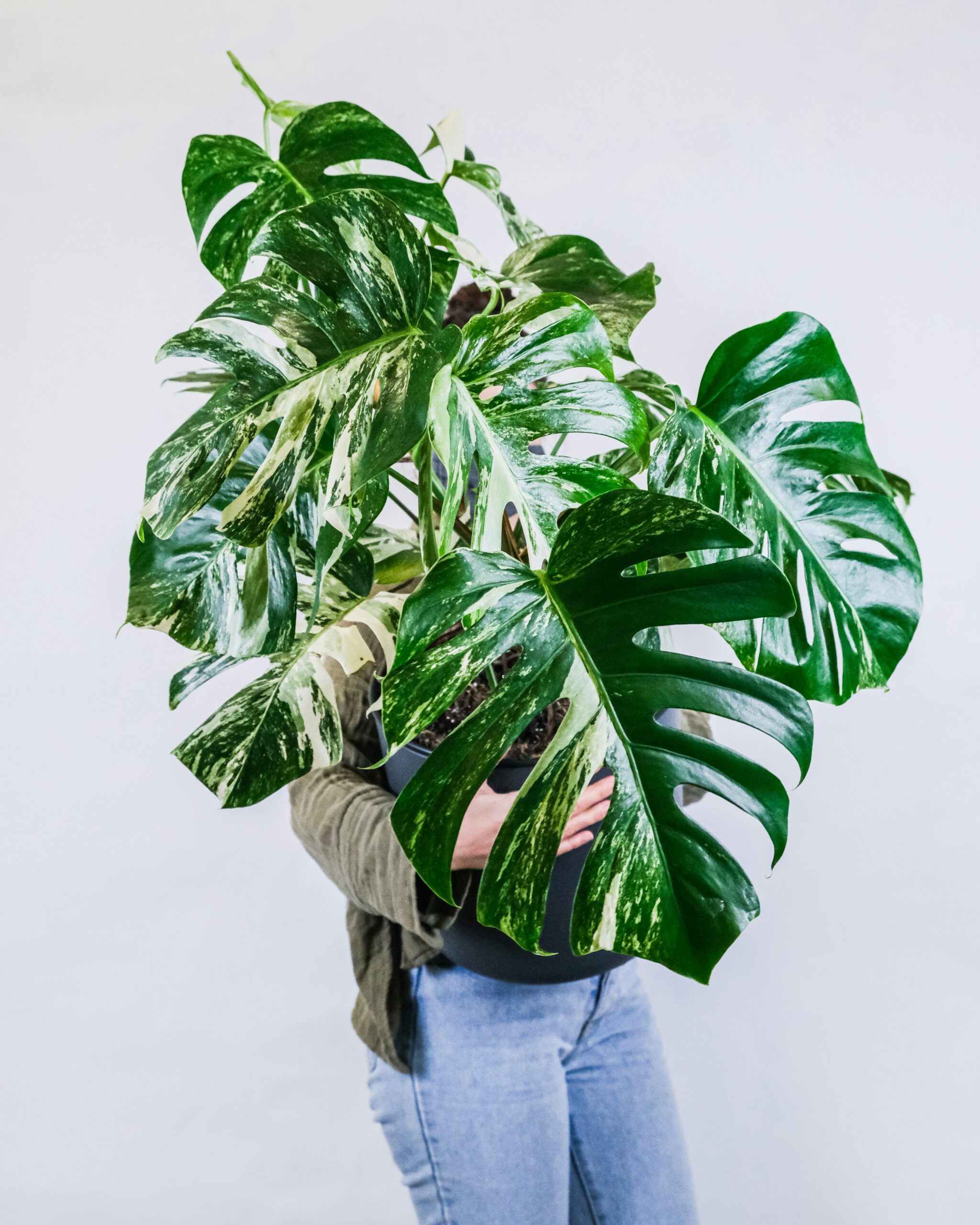 Alles wat je moet weten over Plantenvoeding