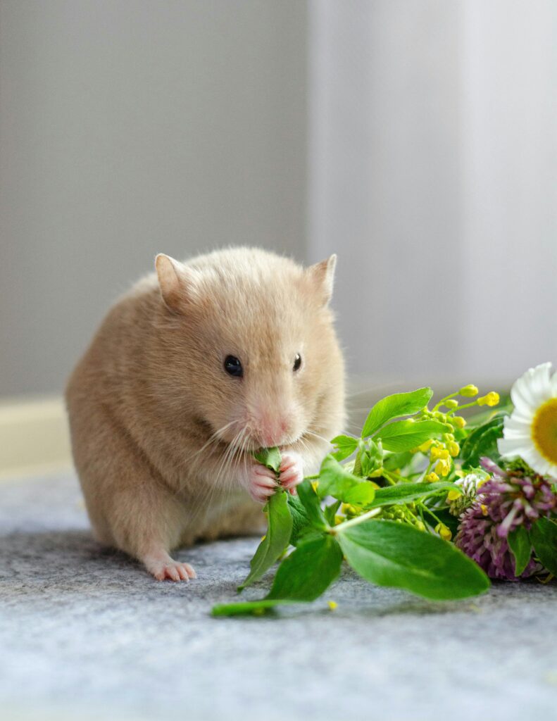 Hamster planten plantjesonline