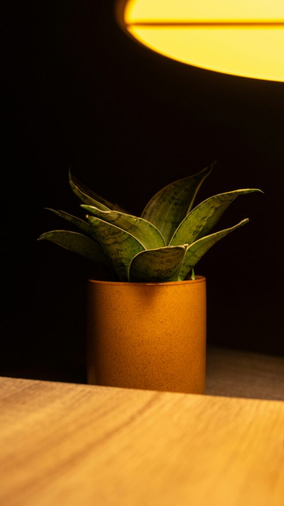 Sansevieria