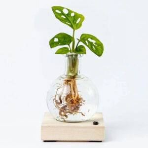 Lichtplantje | Monstera Adansonii l Incl. houten blokje + LED