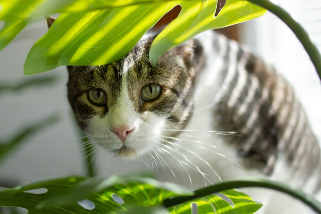 Planten katten plantjesonline