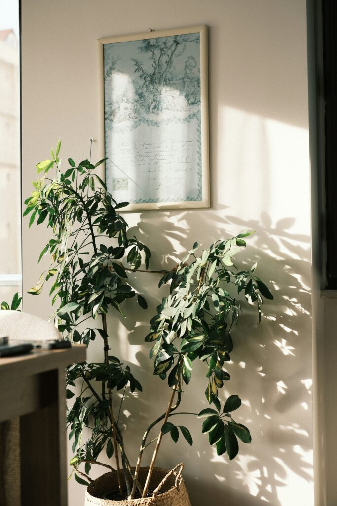 planten verzorgen in vakantie