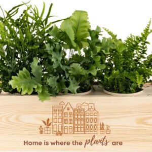 Luchtzuiverende Kamerplanten in box | Cadeau tip! | meer opties