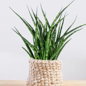 Sansevieria Fernwood Punk (Vrouwentong)