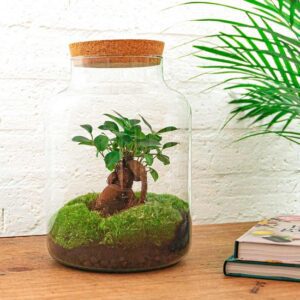 DIY Mini ecosysteem | Glazen terrarium Ficus Ginseng bonsai | 30 cm | Planten terrarium