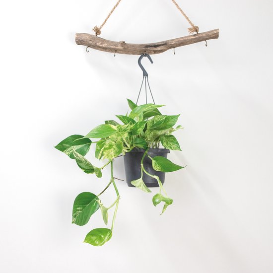 Pothos Scindapsus Marble Queen - Drakenklimop