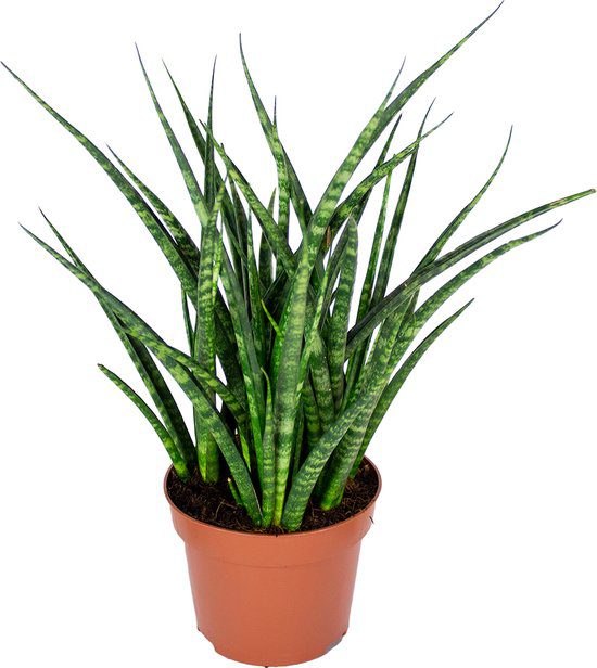 Sansevieria Fernwood Punk (Vrouwentong)