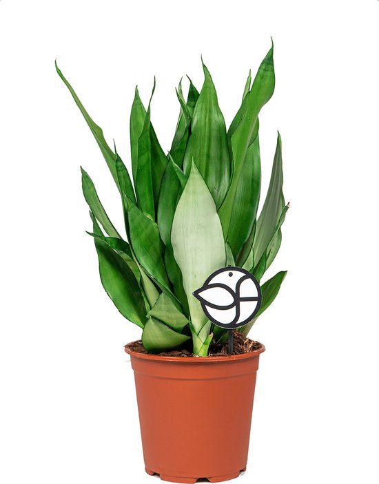 Sansevieria Masiona Moonshine | Vrouwentong