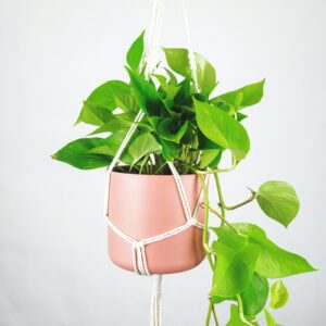 Pothos (drakenklimop)
