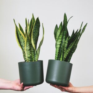 Sansevieria