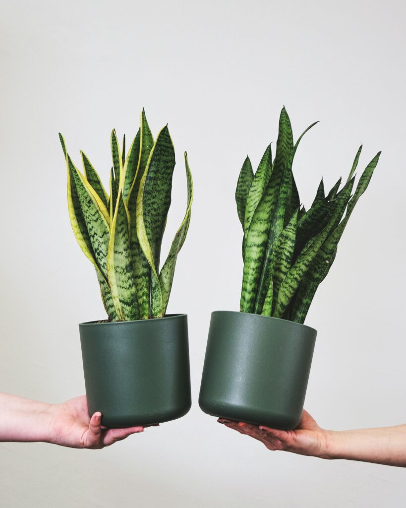 Sansevieria's online bestellen