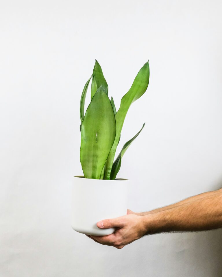 Sansevieria moonshine