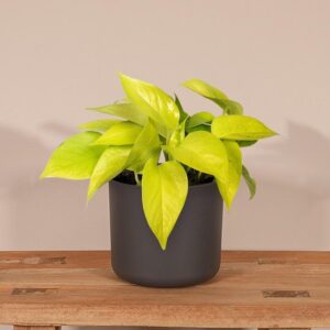 Pothos, drakenklimop Neon