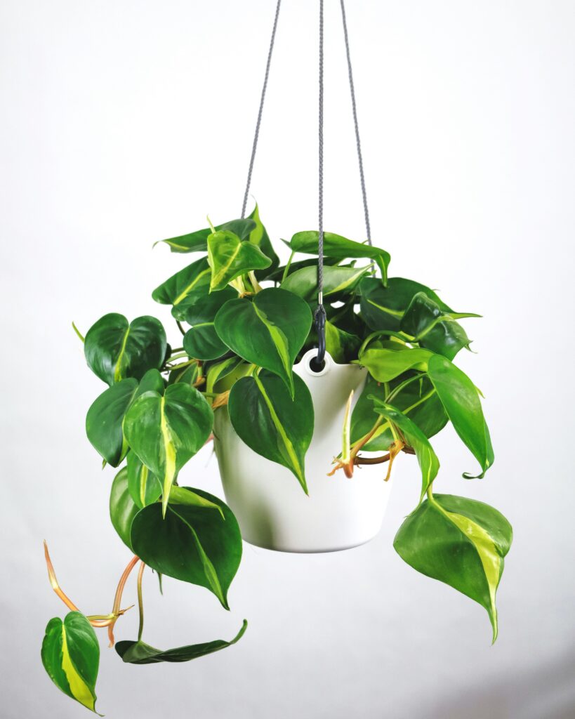 Philodendron hangplant