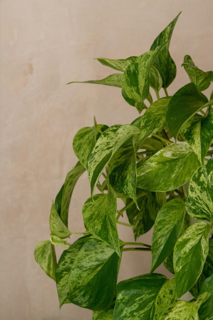 Hangplant Epipremnum aureum