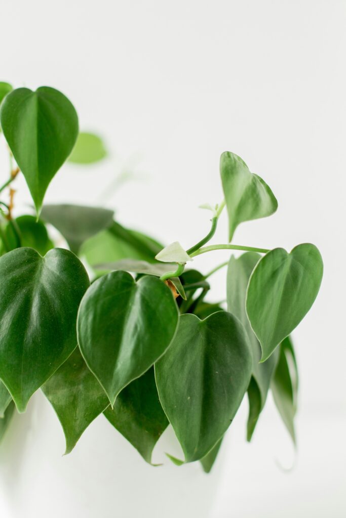 Philodendron