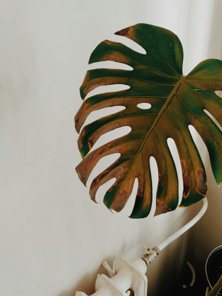 Monstera gele bladeren