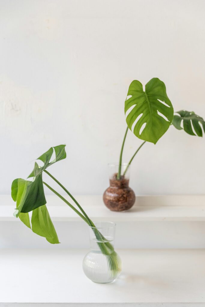 Monstera op Hydrocultuur