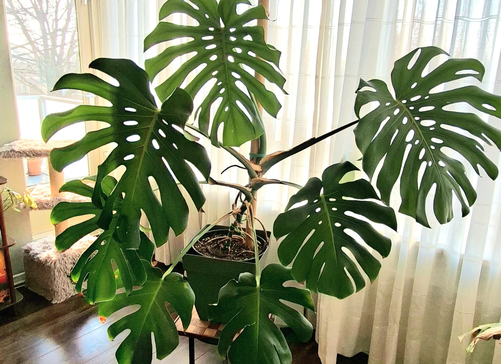 Monstera verzorgen Gatenplante
