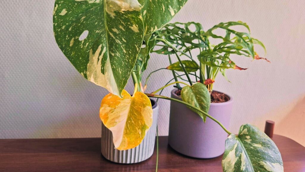 Gele bladeren aan plant