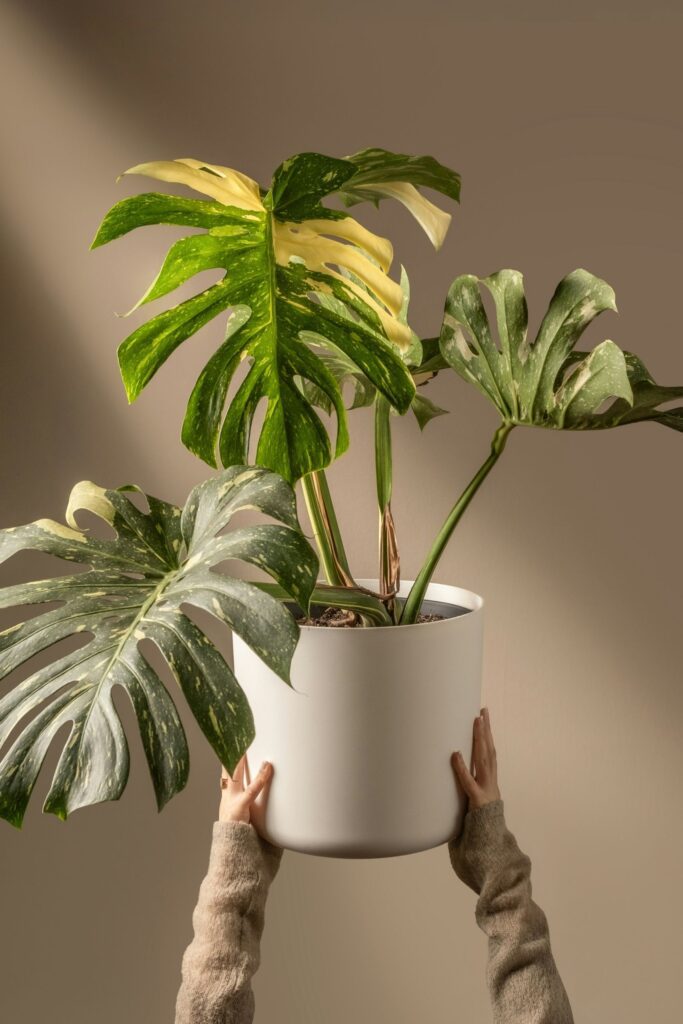 Monstera in pot