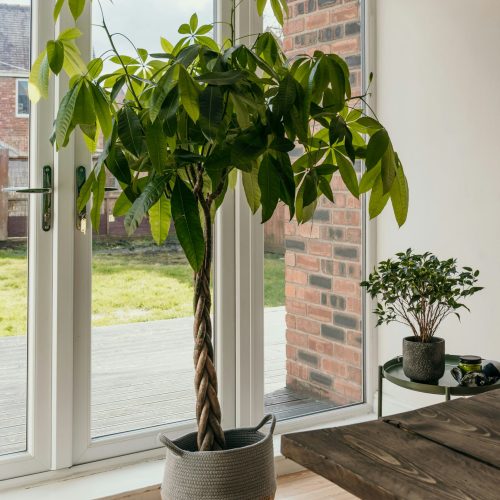 Kamerplanten kopen | inspiratie en tips